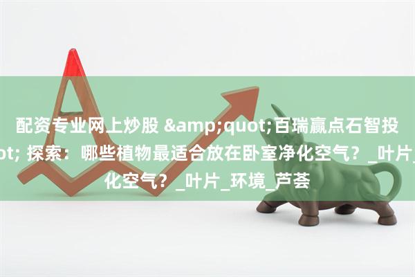 配资专业网上炒股 &quot;百瑞赢点石智投&quot; 探索：哪些植物最适合放在卧室净化空气？_叶片_环境_芦荟